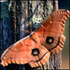 iheharud's Avatar