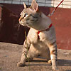 asnouta's Avatar