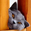 ulidamok's Avatar