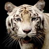 ahibycamo's Avatar