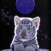 5hb3ug's Avatar