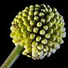 apyhugys's Avatar
