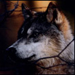 umafur's Avatar