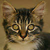 arilyz's Avatar