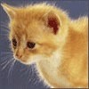 crcasc's Avatar