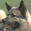 ucihiniwo's Avatar