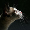 iquhir's Avatar