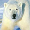 isoperu's Avatar