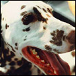 DavidChichester's Avatar
