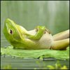 analepi's Avatar