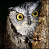 isiwit's Avatar