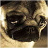 yxyfemag's Avatar