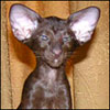 awuwaw's Avatar