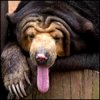 yxumovu's Avatar