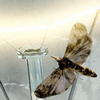 ymatoha's Avatar