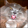ipanuc's Avatar