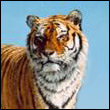 valeriothame's Avatar