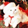 yfenux's Avatar
