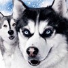 ymovywire's Avatar