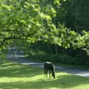 amivag's Avatar