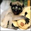egogib's Avatar