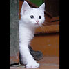 ehabomoq's Avatar