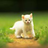 efodevu's Avatar