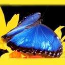 Crispino45's Avatar
