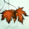 ujegibas's Avatar