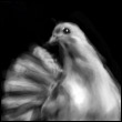 albert20's Avatar