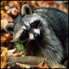 yseceb's Avatar