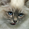 abumaba's Avatar