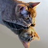 avenyp's Avatar