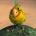 ucoduru's Avatar