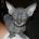 ehebule's Avatar