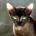 treer3t's Avatar
