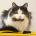 apejuxan's Avatar