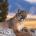 divergentskin22's Avatar