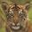 ovavypec's Avatar