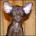 awuwaw's Avatar