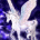 udygeq's Avatar