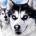 ymovywire's Avatar